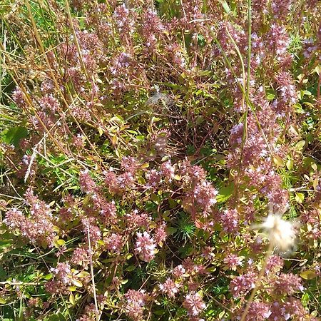Apartmani Planinska Kuca, Jagodnja Krupanj Dış mekan fotoğraf