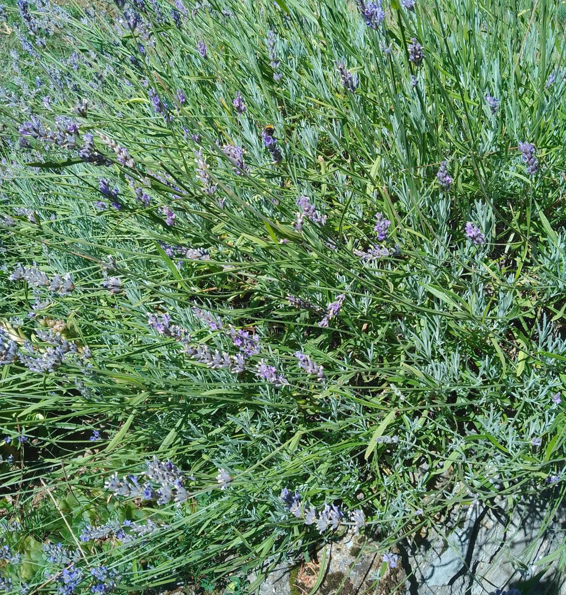 Apartmani Planinska Kuca, Jagodnja Krupanj Dış mekan fotoğraf
